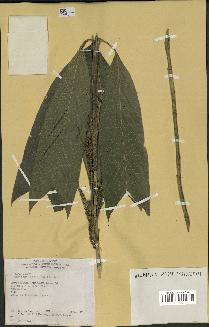 spécimen de Geonoma stricta