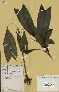 spécimen de Geonoma stricta