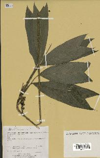spécimen de Geonoma stricta