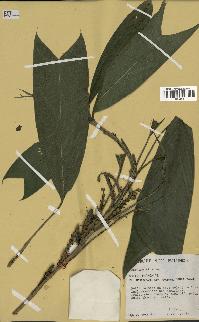 spécimen de Geonoma stricta