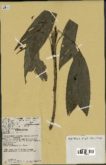 spécimen de Geonoma stricta
