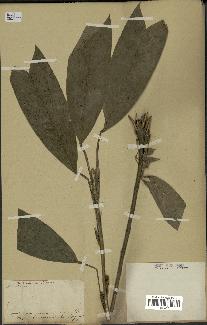 spécimen de Geonoma stricta