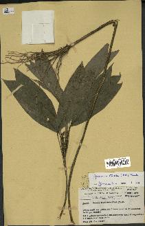 spécimen de Geonoma stricta