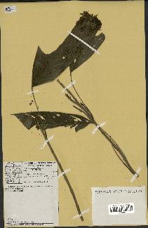 spécimen de Geonoma stricta