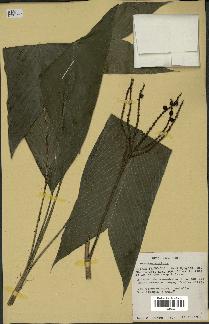 spécimen de Geonoma stricta