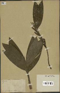 spécimen de Geonoma stricta