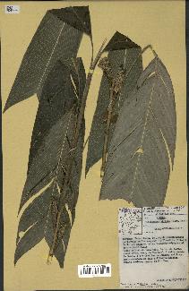 spécimen de Geonoma stricta
