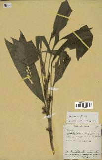 spécimen de Geonoma stricta