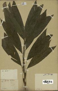 spécimen de Geonoma stricta