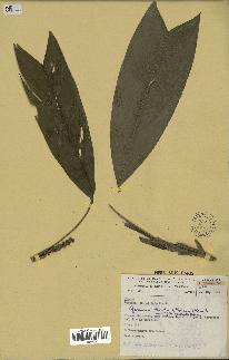 spécimen de Geonoma stricta