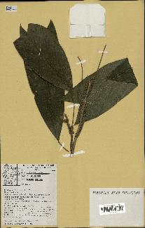 spécimen de Geonoma stricta
