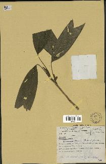 spécimen de Geonoma stricta