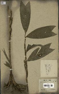 spécimen de Geonoma stricta