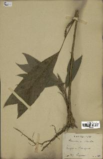 spécimen de Geonoma stricta