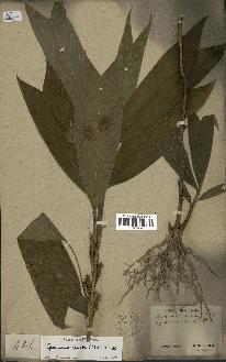spécimen de Geonoma stricta