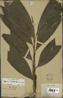 spécimen de Geonoma stricta