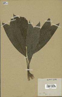 spécimen de Geonoma stricta