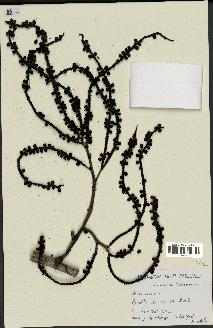 spécimen de Basselinia gracilis