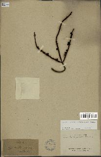 spécimen de Basselinia gracilis