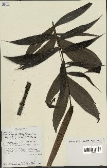 spécimen de Basselinia gracilis