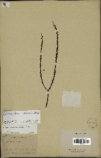 spécimen de Chamaedorea radicalis