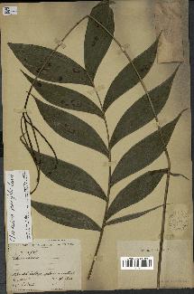 spécimen de Chamaedorea parvifolia