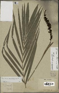spécimen de Chamaedorea oreophila