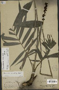 spécimen de Chamaedorea oreophila