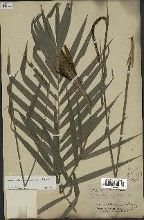 spécimen de Chamaedorea oreophila