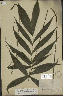 spécimen de Chamaedorea oreophila