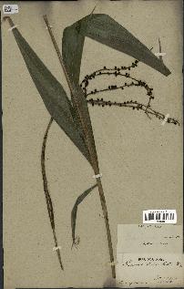 spécimen de Chamaedorea lanceolata