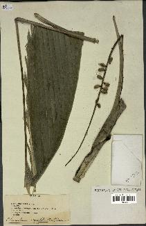 spécimen de Chamaedorea integrifolia
