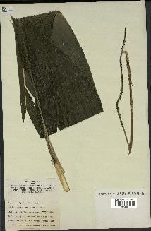 spécimen de Chamaedorea integrifolia
