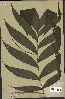 spécimen de Chamaedorea gracilis