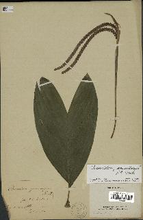 spécimen de Chamaedorea geonomiformis