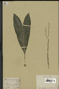 spécimen de Chamaedorea geonomiformis