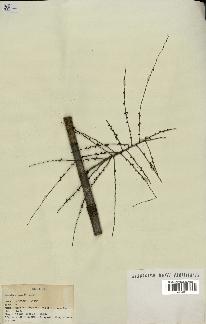 spécimen de Hyospathe elegans