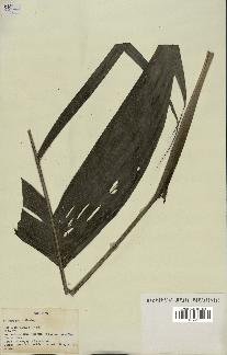 spécimen de Hyospathe elegans