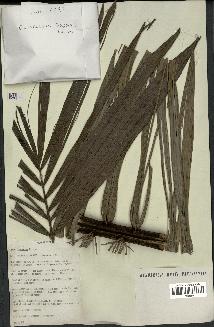 spécimen de Oenocarpus mapora