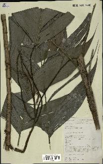 spécimen de Geonoma deversa