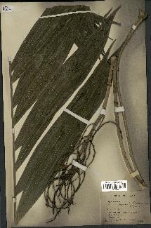 spécimen de Chamaedorea fragrans