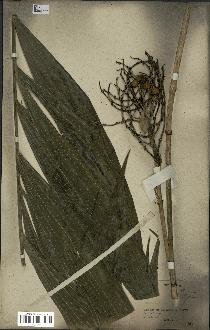 spécimen de Chamaedorea fragrans