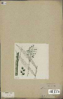 spécimen de Chamaedorea fragrans