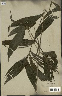 spécimen de Chamaedorea fragrans