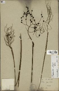 spécimen de Chamaedorea elegans