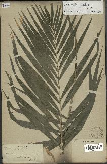 spécimen de Chamaedorea elegans