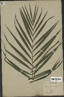 spécimen de Chamaedorea elegans