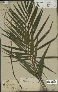 spécimen de Chamaedorea elegans