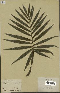 spécimen de Chamaedorea elegans