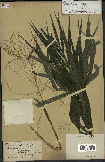 spécimen de Chamaedorea elegans